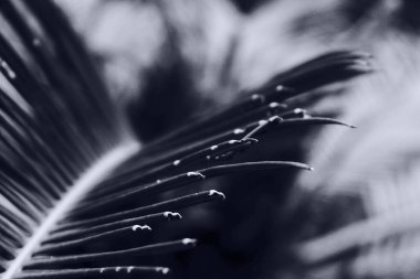 Siyah ve beyaz yapraklar, koyu doğal arkaplana karşı. Doğa kalıbına seçici odaklanma.