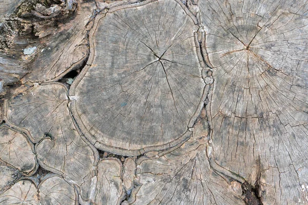 木の幹の木の質感を切断見た 自然素材の背景 — ストック写真