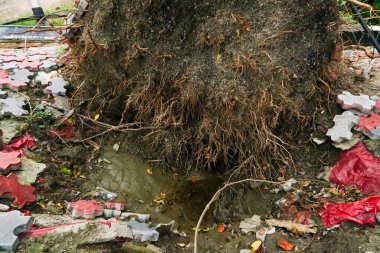 Süper kasırga Amphan ağacı kökünden söktü ve kuvvet kaldırımı kaldırdı. Ağaç devrildi ve kaldırımı kapattı. Yıkım birçok ağacı yere düşürdü. Howrah, West Bengal, Hindistan 'da iklim değişikliği.