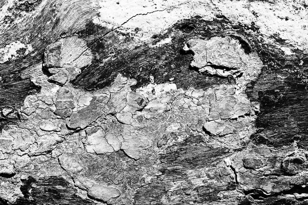 Schwarz Weiße Abstrakte Baumstammtextur Natürlicher Hintergrund Eindruck Eines Skorpions — Stockfoto