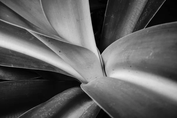 Черно Белые Листья Естественном Фоне — стоковое фото