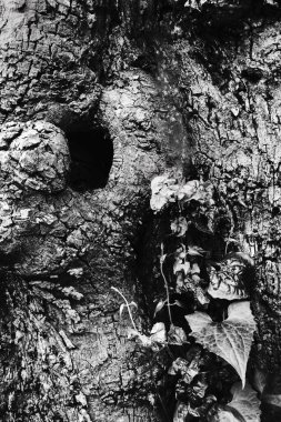 Ağaç gövdesi ahşap dokusuna karşı siyah ve beyaz yeni yapraklar. Doğal arkaplan.