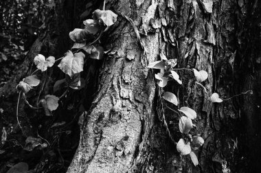 Ağaç gövdesi ahşap dokusuna karşı siyah ve beyaz yeni yapraklar. Doğal arkaplan.