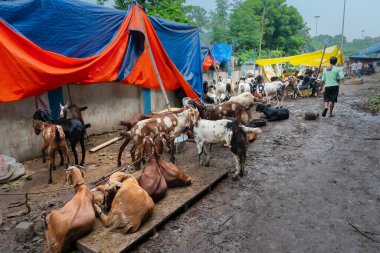 Kolkata, Batı Bengal, Hindistan - 11 Ağustos 2019: 