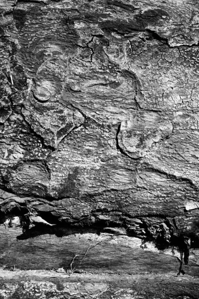 Black White Abstract Tree Trunk Wood Texture Natural Background Vertical — Stock Photo, Image