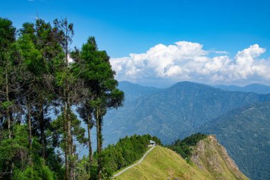 Pine trees,Chir Pine Pinus roxburghii and blue sky at Tarey Bhir point, tourist spot,Sikkim,India.Long path on the hills,viewpoint at the end of the edge,tourists get nice view of Himalayan mountains.