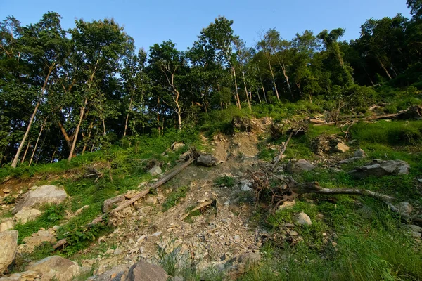 Uzun ağaçlar, Karri ağaçları, okaliptüs çeşitliliği, arka planda açık mavi gökyüzü, Sikkim, Hindistan.