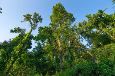 Uzun ağaçlar, Karri ağaçları, okaliptüs çeşitliliği, arka planda açık mavi gökyüzü, Sikkim, Hindistan.
