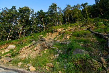 Uzun ağaçlar, Karri ağaçları, okaliptüs çeşitliliği, arka planda açık mavi gökyüzü, Sikkim, Hindistan.