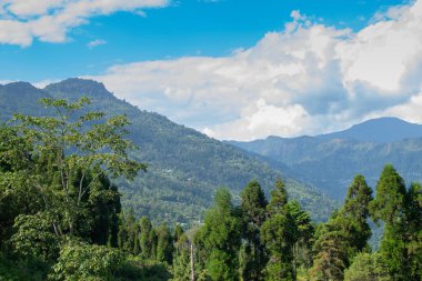 Pine trees,Chir Pine Pinus roxburghii and blue sky at Tarey Bhir point, tourist spot,Sikkim,India.Long path on the hills,viewpoint at the end of the edge,tourists get nice view of Himalayan mountains.
