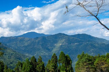 Pine trees,Chir Pine Pinus roxburghii and blue sky at Tarey Bhir point, tourist spot,Sikkim,India.Long path on the hills,viewpoint at the end of the edge,tourists get nice view of Himalayan mountains.