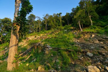 Uzun ağaçlar, Karri ağaçları, okaliptüs çeşitliliği, arka planda açık mavi gökyüzü, Sikkim, Hindistan.