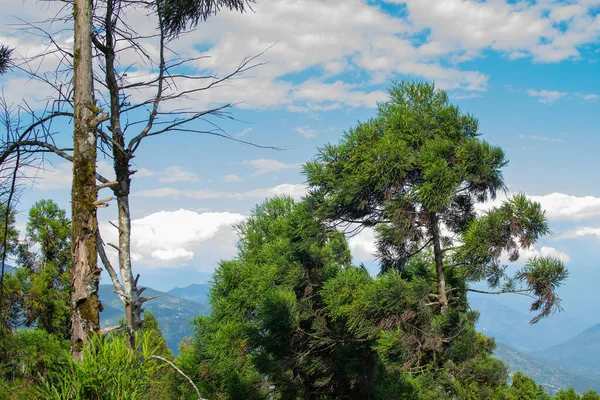 Pine trees,Chir Pine Pinus roxburghii and blue sky at Tarey Bhir point, tourist spot,Sikkim,India.Long path on the hills,viewpoint at the end of the edge,tourists get nice view of Himalayan mountains.