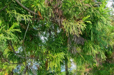 Tarey Bhir noktası en sevilen turistik noktadır. 'Bhir' kelimesi Nepal dilinde uçurum anlamına gelir, yaklaşık 3.000 metre uzunluğunda, nefes kesici bir bakış açısı, insanlar muhteşem manzaralar elde eder..