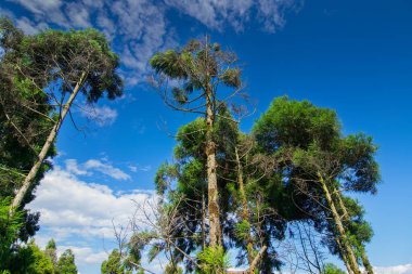 Pine trees,Chir Pine Pinus roxburghii and blue sky at Tarey Bhir point, tourist spot,Sikkim,India.Long path on the hills,viewpoint at the end of the edge,tourists get nice view of Himalayan mountains.