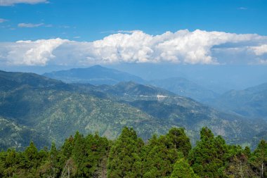 Pine trees,Chir Pine Pinus roxburghii and blue sky at Tarey Bhir point, tourist spot,Sikkim,India.Long path on the hills,viewpoint at the end of the edge,tourists get nice view of Himalayan mountains.