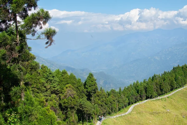 Pine trees,Chir Pine Pinus roxburghii and blue sky at Tarey Bhir point, tourist spot,Sikkim,India.Long path on the hills,viewpoint at the end of the edge,tourists get nice view of Himalayan mountains.