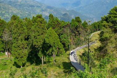 Çam ağaçları, Chir Pine Roxburghii ormanı, Tarey Bhir noktasından manzara, Sikkim, Hindistan. Tepelerde uzun bir yol, sınırın sonundaki manzara, Himalaya dağlarının güzel manzarası..