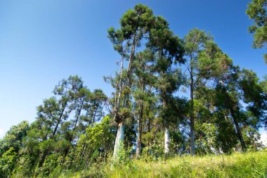 Uzun ağaçlar, çam ağaçları ve okaliptüs ağaçları, okaliptüs çeşitliliği, arka planda açık mavi gökyüzü, Sikkim, Hindistan.
