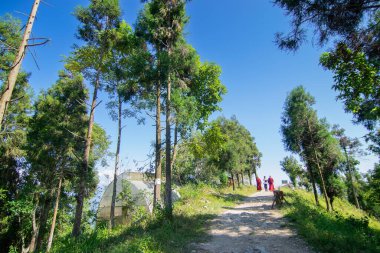 Sikkim, Hindistan - 20.10.2016: Uzun ağaçlar, çam ağaçları ve okaliptüs ağaçları, okaliptüs çeşitliliği, arka planda açık mavi gökyüzü bulunan keşişler yoldan aşağı iniyor.