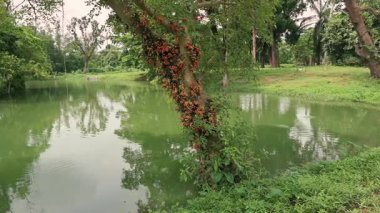 Sessiz bir göl ve gövdesinde çiçekler olan bir ağaç. Howrah, Batı Bengal, Hindistan. Stok videosu.