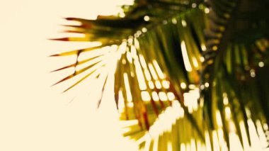 Güneş ışınları palmiye yapraklarının arasından geçiyor, yavaş çekim HD film. Howrah, Batı Bengal, Hindistan.