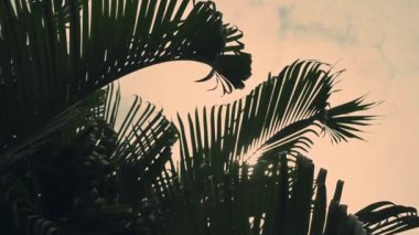 Hridokarpus lutescens, Dypsis lutescens olarak da bilinir ve altın kamış palmiyesi, areca palmiyesi, sarı palmiye, kelebek palmiyesi veya bambu palmiyesi olarak da bilinir. Havada hareket ediyor. Doğanın yavaş çekim görüntüleri..