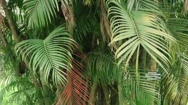 Hridokarpus lutescens, Dypsis lutescens olarak da bilinir ve altın kamış palmiyesi, areca palmiyesi, sarı palmiye, kelebek palmiyesi veya bambu palmiyesi olarak da bilinir. Havada hareket ediyor. Doğanın yavaş çekim görüntüleri..