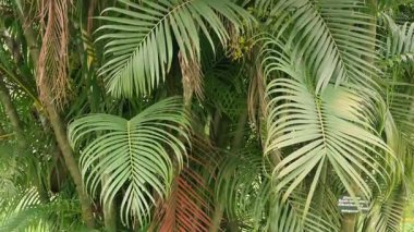 Hridokarpus lutescens, Dypsis lutescens olarak da bilinir ve altın kamış palmiyesi, areca palmiyesi, sarı palmiye, kelebek palmiyesi veya bambu palmiyesi olarak da bilinir. Havada hareket ediyor. Doğanın yavaş çekim görüntüleri..