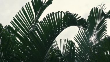 Hridokarpus lutescens, Dypsis lutescens olarak da bilinir ve altın kamış palmiyesi, areca palmiyesi, sarı palmiye, kelebek palmiyesi veya bambu palmiyesi olarak da bilinir. Doğa, Howrah, Batı Bengal, Hindistan 'ın yavaş çekim görüntüleri..