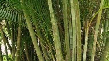 Hridokarpus lutescens, Dypsis lutescens olarak da bilinir ve altın kamış palmiyesi, areca palmiyesi, sarı palmiye, kelebek palmiyesi veya bambu palmiyesi olarak da bilinir. Doğa, Howrah, Batı Bengal, Hindistan 'ın yavaş çekim görüntüleri..