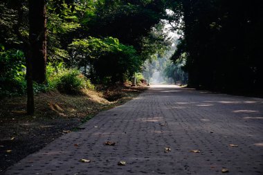 Parlak güneş ışığı yola düşüyor, doğanın içinden geçiyor. Howrah, Batı Bengal, Hindistan.