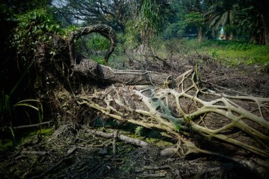 Kesik bir ağacın yakın görüntüsü. Ağaçlar kesilmiş. Çevre hasarı iklim değişikliğine neden olur. Howrah, Batı Bengal, Hindistan.