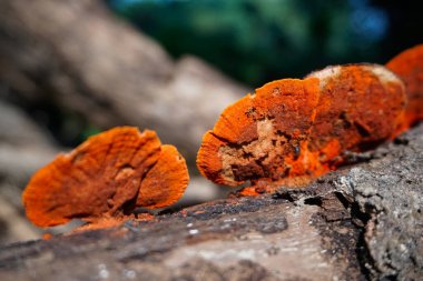 Pycnoporus cinnabarinus ya da Cinnabar polypore, ağaç gövdesinde yetişen bir tür parantez mantarı. Howrah, Batı Bengal, Hindistan.