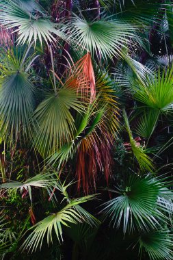 Renkli taze palmiye yaprakları deseni, doğal görünüm. Howrah, Batı Bengal, Hindistan.