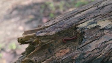 Sıradan bir Asyalı kırkayak, Trigoniulus korallinus ölü bir ağaç gövdesinde çiftleşiyor. Howrah, Batı Bengal, Hindistan. Hayvanların doğada çiftleşmesini gösteren yavaş çekim videoları. Stok görüntüleri.