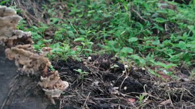 Dumanlı polipore Bjerkandera adusta bracket mantarı, ölü ağaç gövdesinde mantar. Howrah, Batı Bengal, Hindistan.
