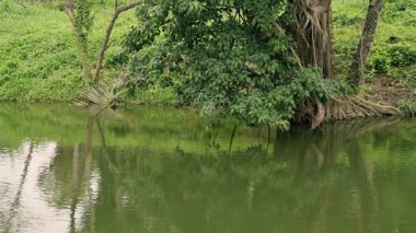 Durgun bir gölün üzerindeki ağaçların yansıması. Howrah, Batı Bengal, Hindistan. Suyun üzerinde sarkan yeşil bitki ve yemyeşil yapraklar..