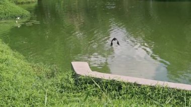 Jacana kuş uçuşu, Jacanidae familyasından 