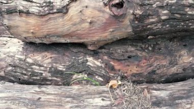 Ağaç kesme, ormanların tahrip edilmesi ve doğanın tahrip edilmesi. Howrah, Batı Bengal, Hindistan.