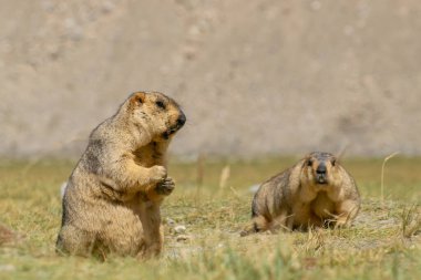 Himalaya dağ sıçanı çifti, Marmota himalayana, Himalayalar boyunca ve Tibet Platosu 'nda yaşayan bir dağ sıçanı türü. IUCN Kırmızı Listeli Vahşi Yaşam Hayvanı, Ladakh, Hindistan.