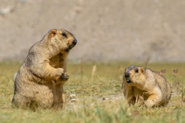 Himalaya dağ sıçanı çifti, Marmota himalayana, Himalayalar boyunca ve Tibet Platosu 'nda yaşayan bir dağ sıçanı türü. IUCN Kırmızı Listeli Vahşi Yaşam Hayvanı, Ladakh, Hindistan.