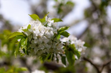Kiraz ağacı çiçeğiyle çiçek açan dal