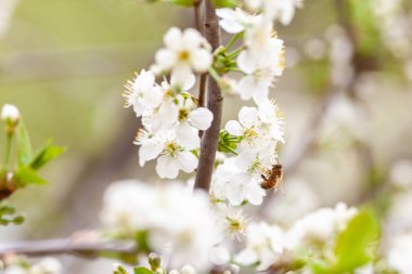 Bir arının yakından çekilmiş fotoğrafı bir kiraz ağacından nektar topluyor..  