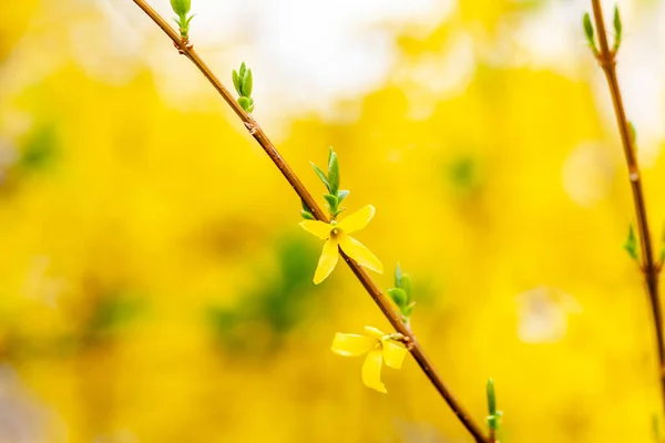 Tavasz Fényes Sárga Virágzó Forsythia — Stock Fotó