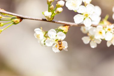 Bir arının yakından çekilmiş fotoğrafı bir kiraz ağacından nektar topluyor. Kiraz ağacı çiçeği ve baharda bal arısıyla çiçek açan bir dal..