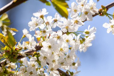 Kiraz ağacı çiçeğiyle çiçek açan dal