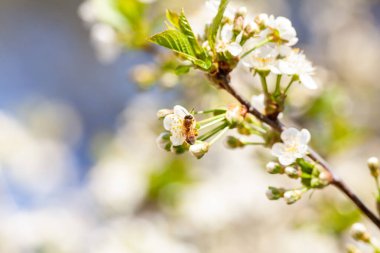 Bir arının yakından çekilmiş fotoğrafı bir kiraz ağacından nektar topluyor. Kiraz ağacı çiçeği ve baharda bal arısıyla çiçek açan bir dal..