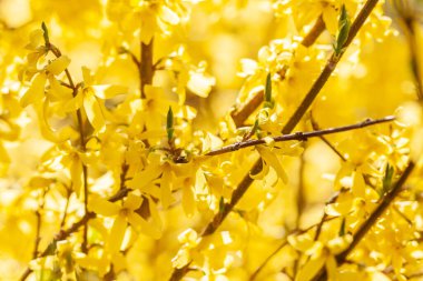 Bahar parlak sarı çiçek açan çelenk.
