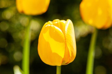  Baharda açan sarı lale